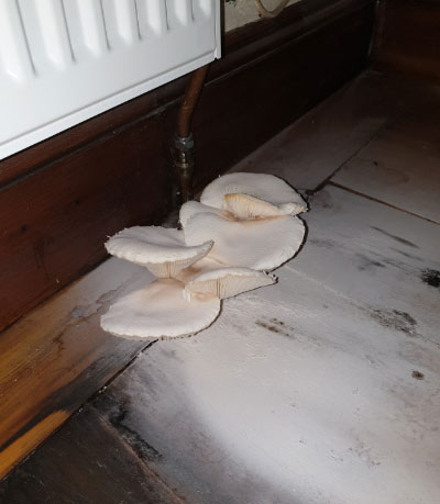 https://britishdampproofing.co.uk/wp-content/uploads/2021/09/tt4-buckets.jpg